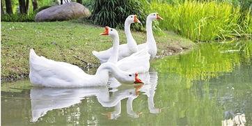 抖音網紅大鵝 搞潛規(guī)則,潛規(guī)則背后的真相